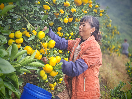 落凤村柑橘喜迎丰收.jpg